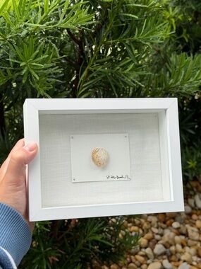 Framed Scallop seashell, St Pete Beach FL